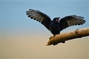 Begining Of Fly