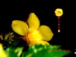 The Beauty At Night