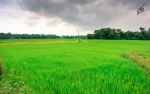 Agriculture Field