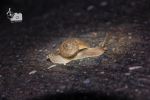 Snail 