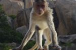 Angry Monkey