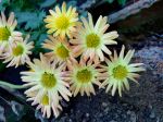 Morning Flowers