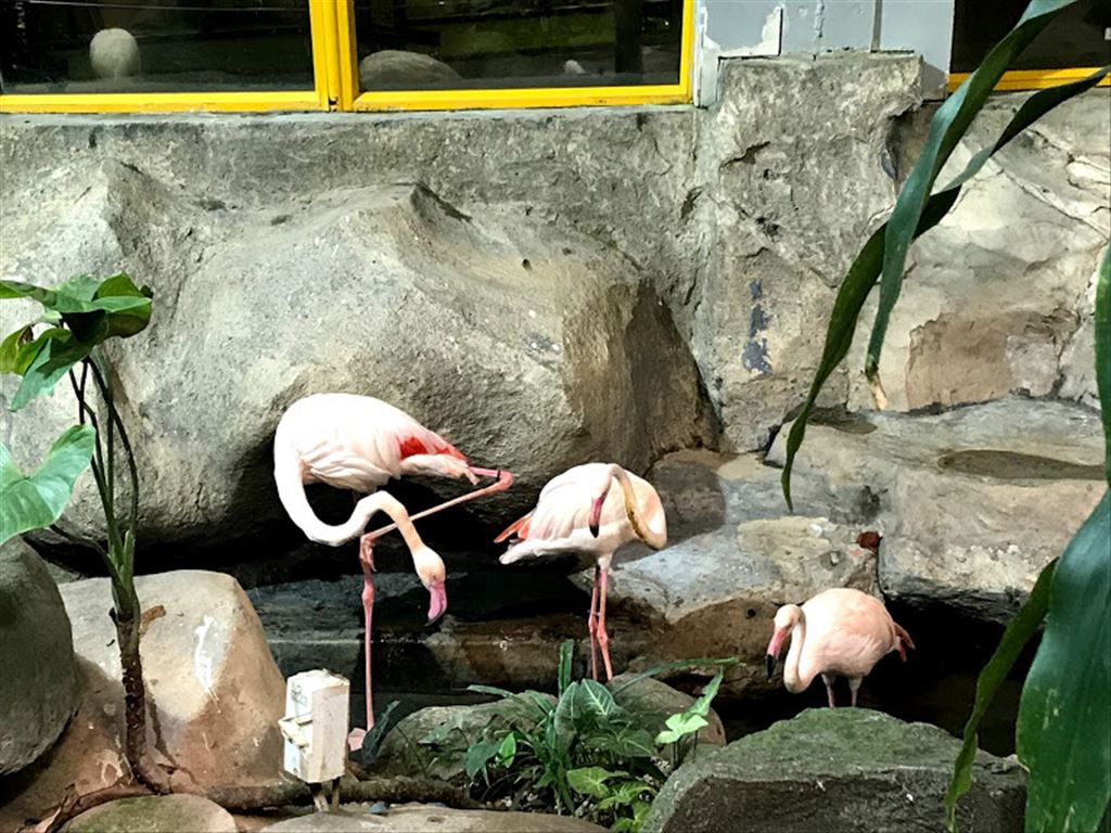 Flamingo S In Underwater World Langkawi