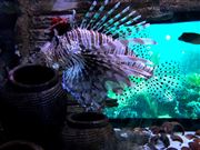 Aquaria Klcc