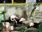 Flamingo S In Underwater World Langkawi