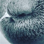 Birdie