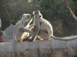 Langur Beauty Parlour
