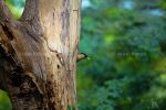 Bird In Its Nest 