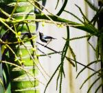 Battichcha