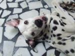 Dog Posing