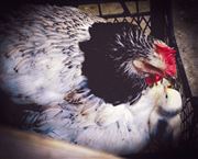 Mother Hen And Baby Chicken