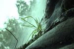 Roots Of Life