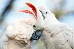 The Couple Of Parrots