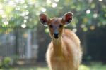 The Deer And Bokeh