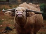 The Smiling Buffalo