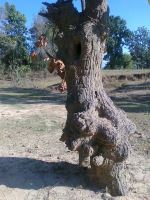 Art Of Nature