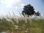 Dancing Nature
