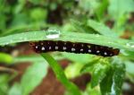 Looper After Rain