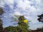 Peeping Through The Sky