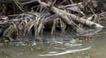 Lizard In River
