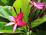 Pink And Green
