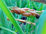 Dew Drops And The Rice 