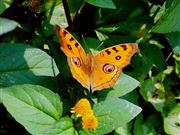 A Beautiful Butterfly 