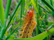 Small Insect On Grass 
