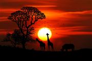 Africa Animals Sunset