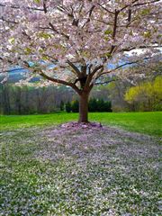 Blooming Tree