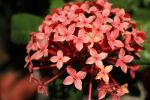 Bunch Of Pink Flower