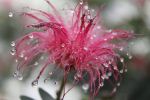 Crystals Of Winter Adorning A Flower