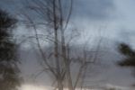 Ghost Tree