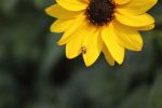 Ladybug On Sunflower