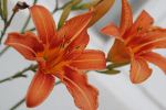 Orange Lily