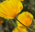 Poppy