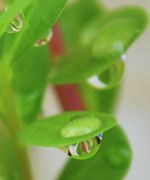 Rain Drops On Leaves