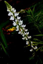 White Flowers
