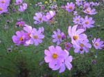 Beauty Flower