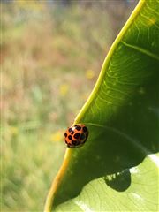 Ladybug 
