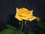 A Rose In A Rainy Eve