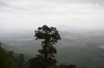 Lonely Tree