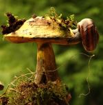 Snail In Fairytale