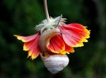 Snail On Fire Flower