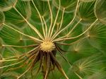 Wild Beauty