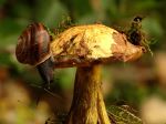 Snail On Mushroom