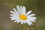 White Spider
