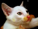 Kitty Cat