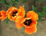 Tulip Flower