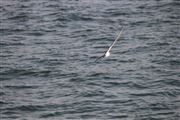 Dive Of Feathers 